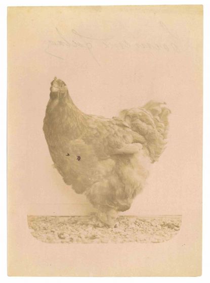 Anonymous - The Old Days Photo - Hen - Vintage Photograph 