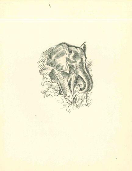 Elephant