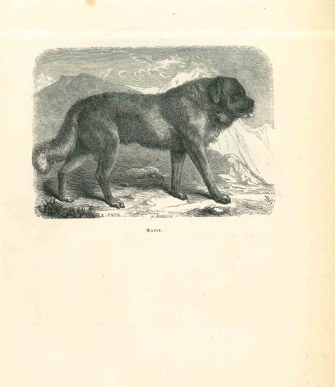 The Dog