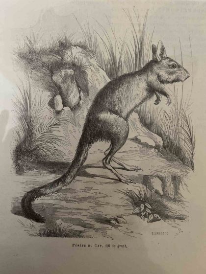 Pédéte Du Cap