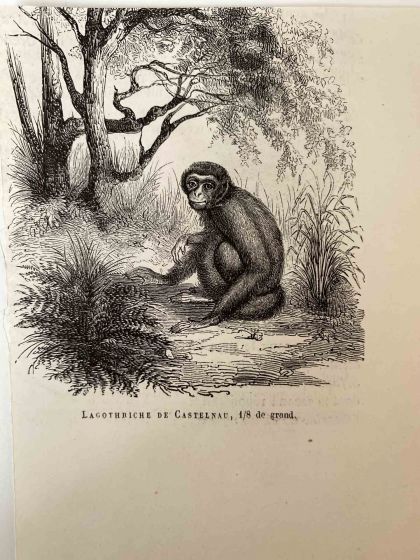 The Monkey