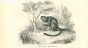 The Monkey
