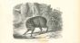 The Boar