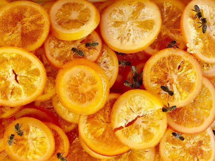 Cindi Emond - Candied Fruit as Sweet as Honey to a Bee - Author's Photographs