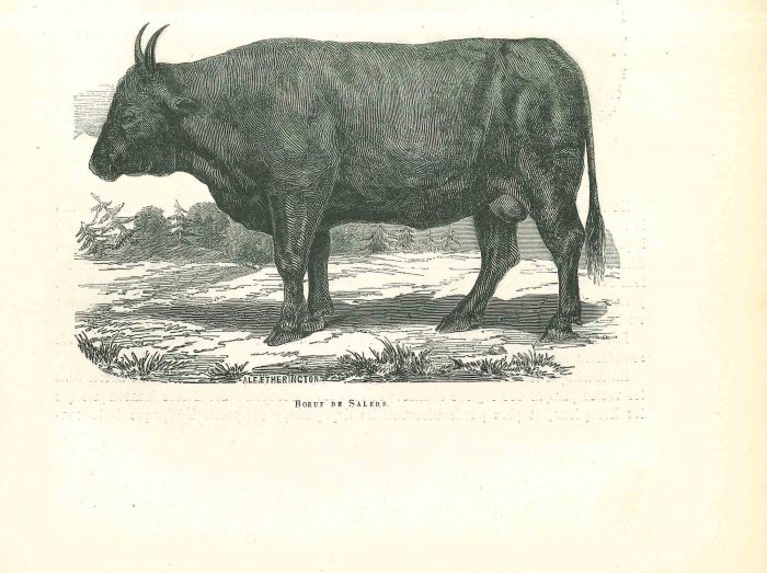 The Ox
