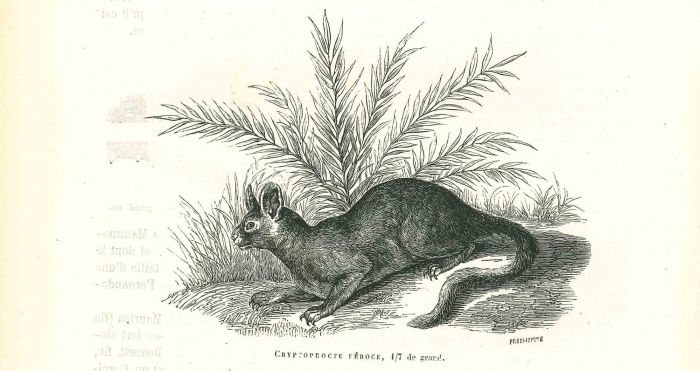 The Rabbit