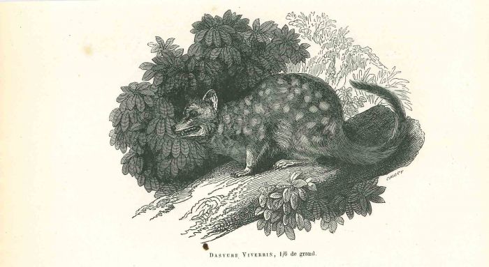 The Spotted Mouse
