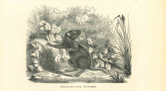 The Mouse