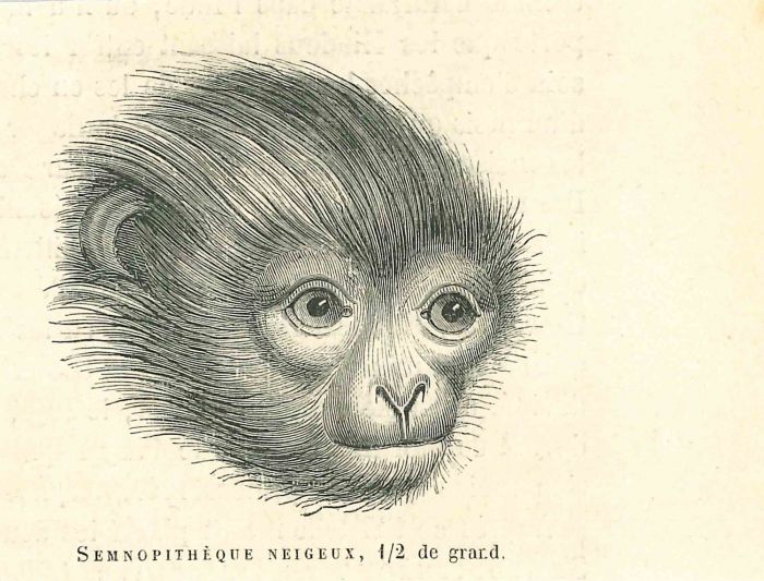 The Monkey