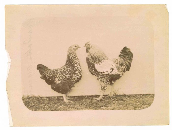 Anonymous - The Old Days Photo - Fowl - Vintage Photo 