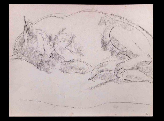 Sleeping Cat 