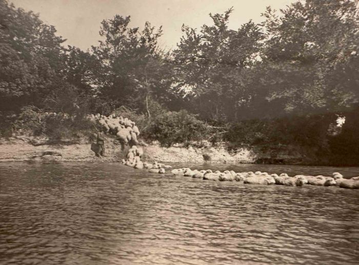 The Old Days  Photo - Herds