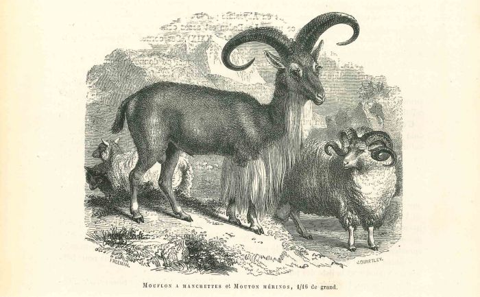 Mouflon