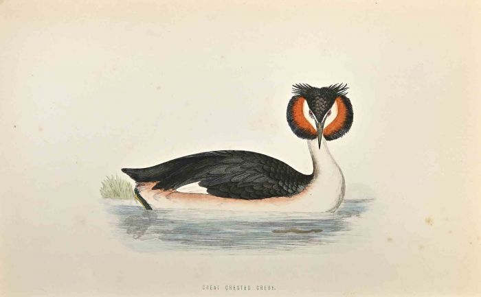 Great Crested Grebe