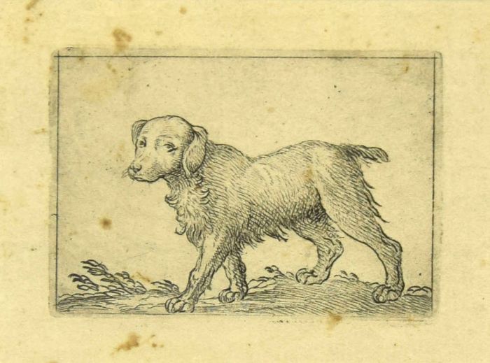 Dog by Antonio Tempesta - Artwork 