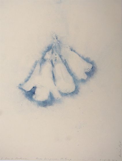 Paulownia Flower by Andrea Fogli -  Contemporary Artworks 