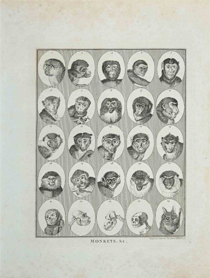 Monkeys - Johann Caspar Lavater and Thomas Halloway - Old Master