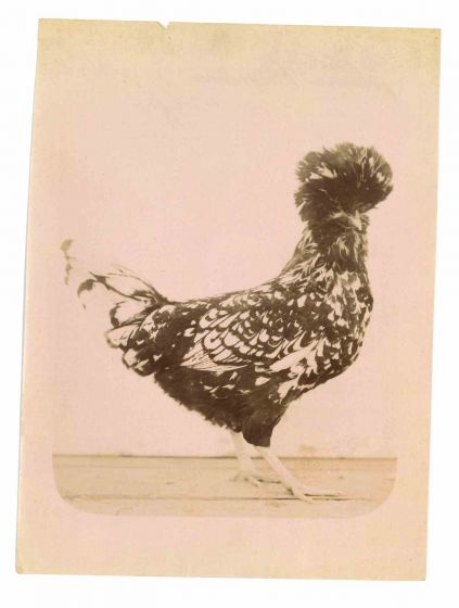The Old Days Photo - Animals - Vintage Photograph 