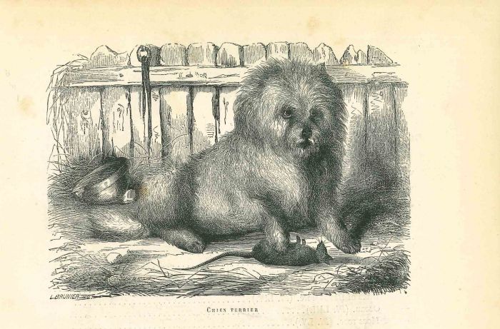 The Dog
