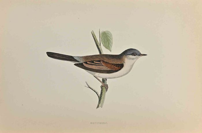 Whitethroat