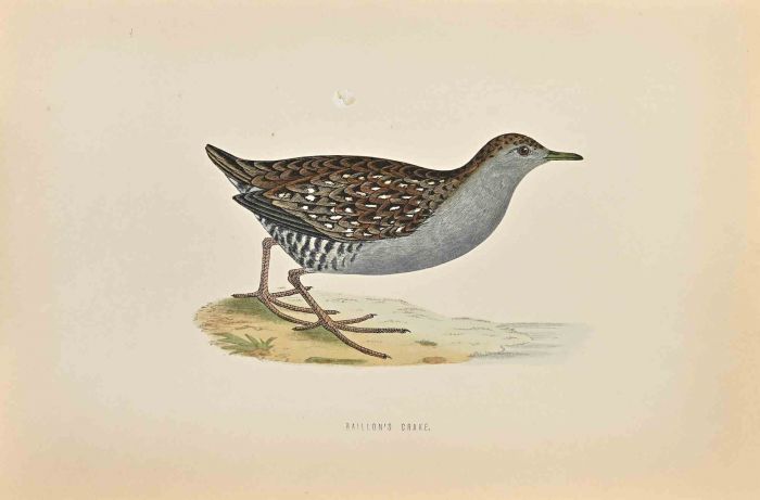 Baillon's Crake
