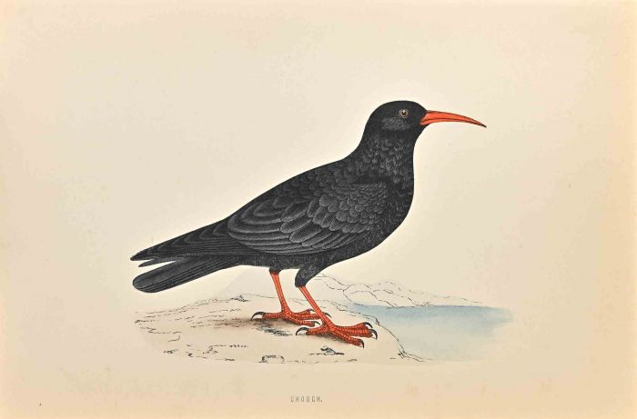 Chough