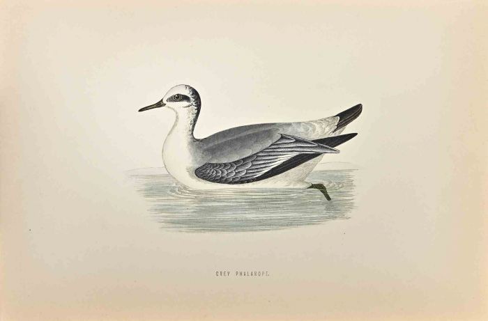 Grey Phalarope