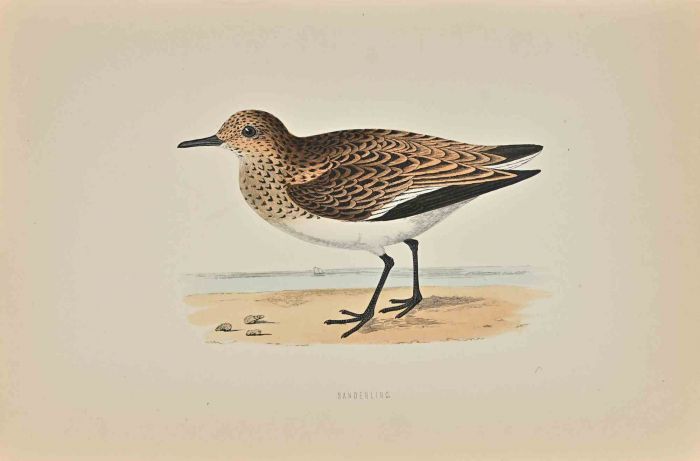 Sanderling