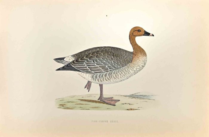 Pink-Footed Goose