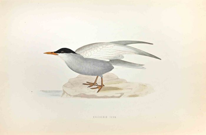Whiskered Tern