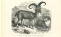 Mouflon
