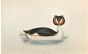Great Crested Grebe