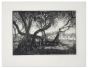 Olivi in Calabria is an original etching realized by Anonympus Artist of the 20th century.