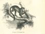 The Monkey