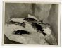 Photograph of a Painting by Beppe Guzzi