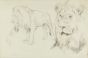 Foreground of a Lion by Wilhelm Lorenz - Modern Artwork