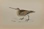  Snipe