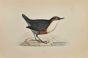 Dipper