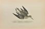 Temminck's Stint