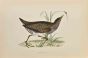 Spotted Crake