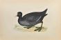 Coot