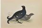 Black Grouse