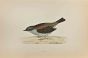 Dunnock