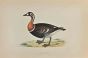 Red-Breasted Goose