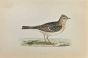 Sky  Lark