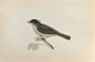 Blackcap