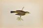 Willow Warbler