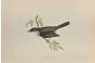 Lesser Whitethroat