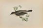 Garden Warbler
