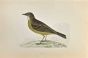 Rock Pipit